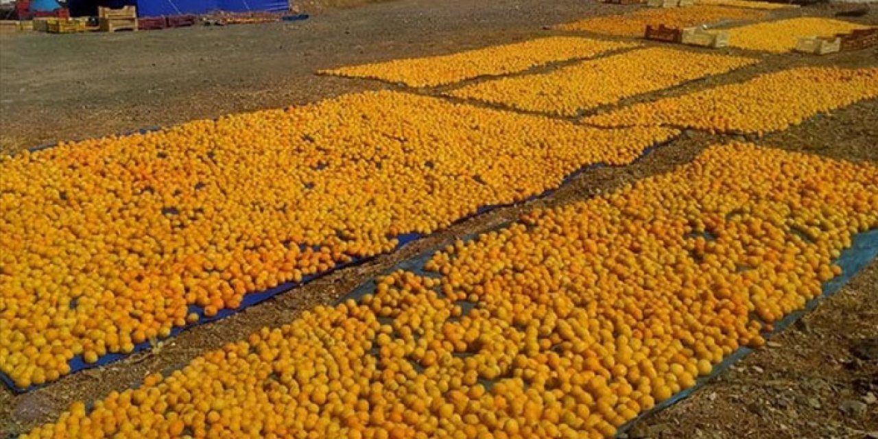 Kayısı hasadı başladı