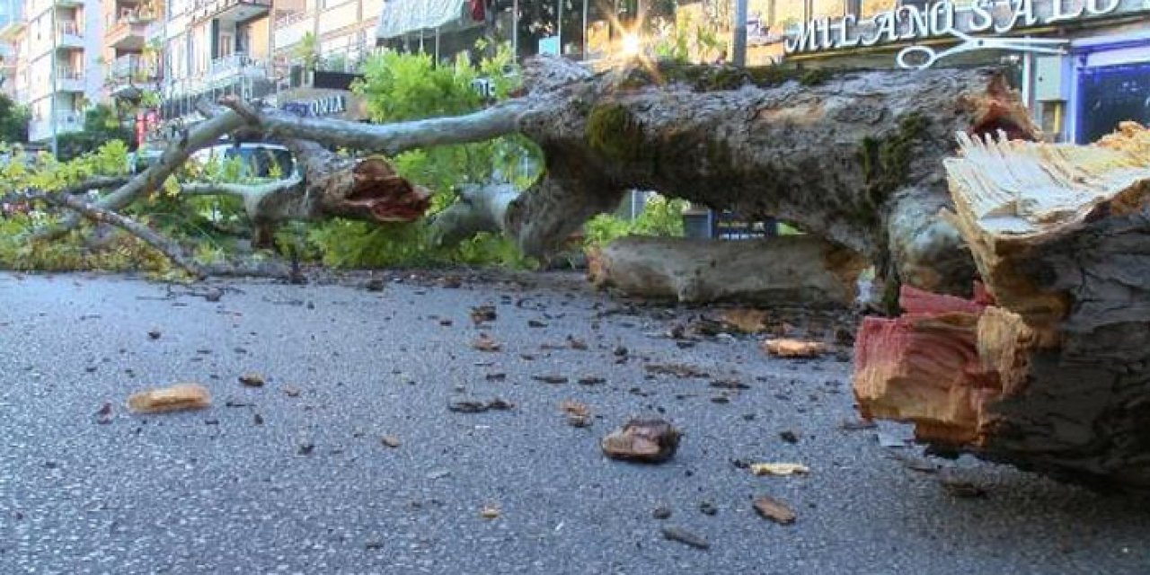 200 yıllık ulu çınar devrildi