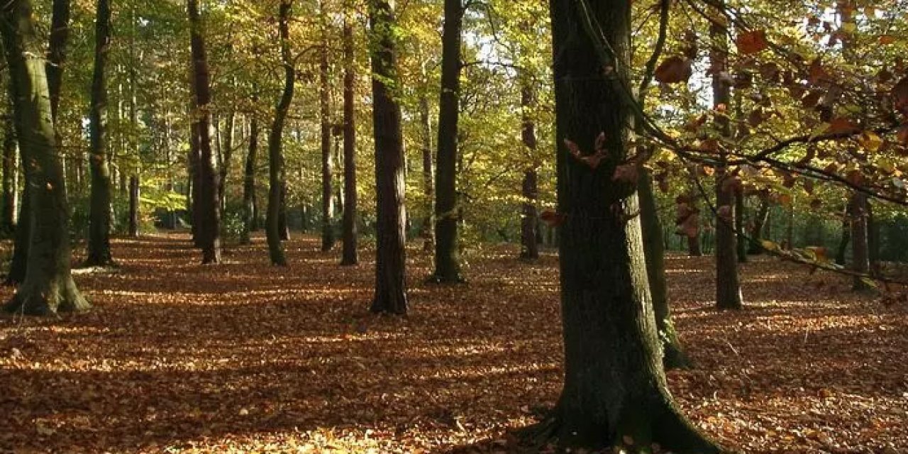 Yangınları engellemek için Hatay'da ormanlara giriş yasaklandı