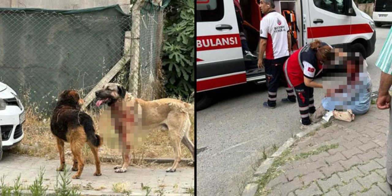 İstanbul'da bekçi köpeği kadını hastanelik etti!