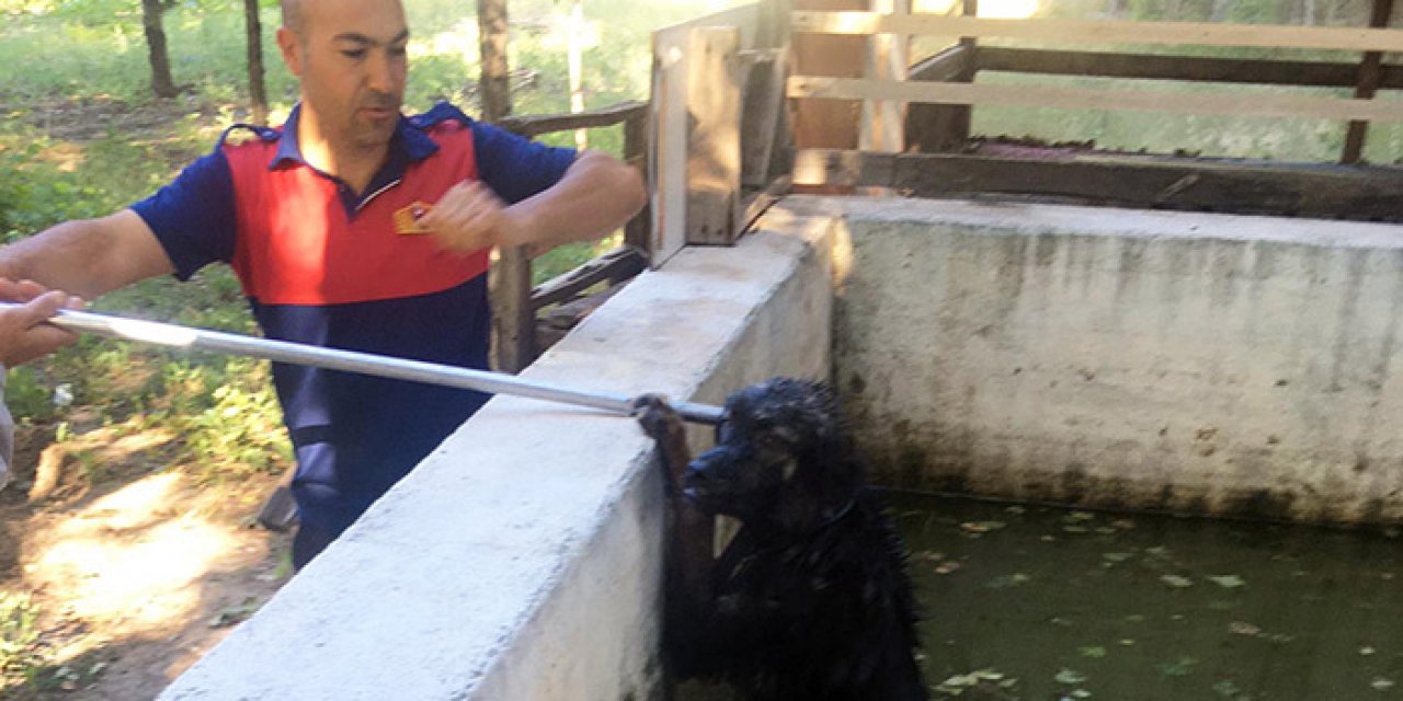 Havuza düşen köpeği itfaiye ekipleri kurtardı