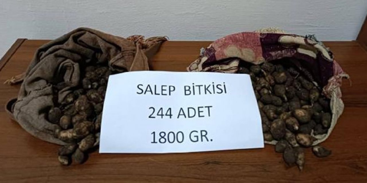 Kaçak salep soğanı toplayanlara 220 bin lira ceza