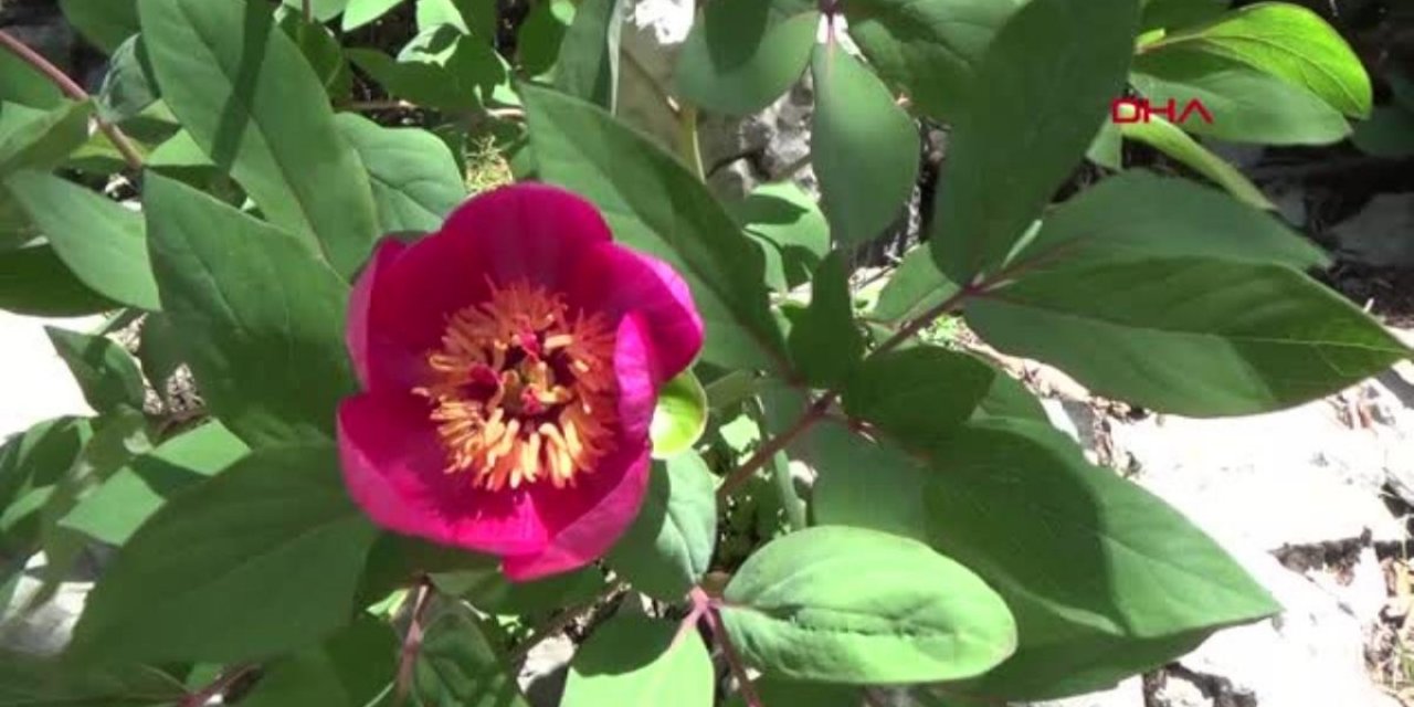 Yılda yalnızca 10 gün açıyor... Bu çiçeği koparana 244 bin lira ceza!