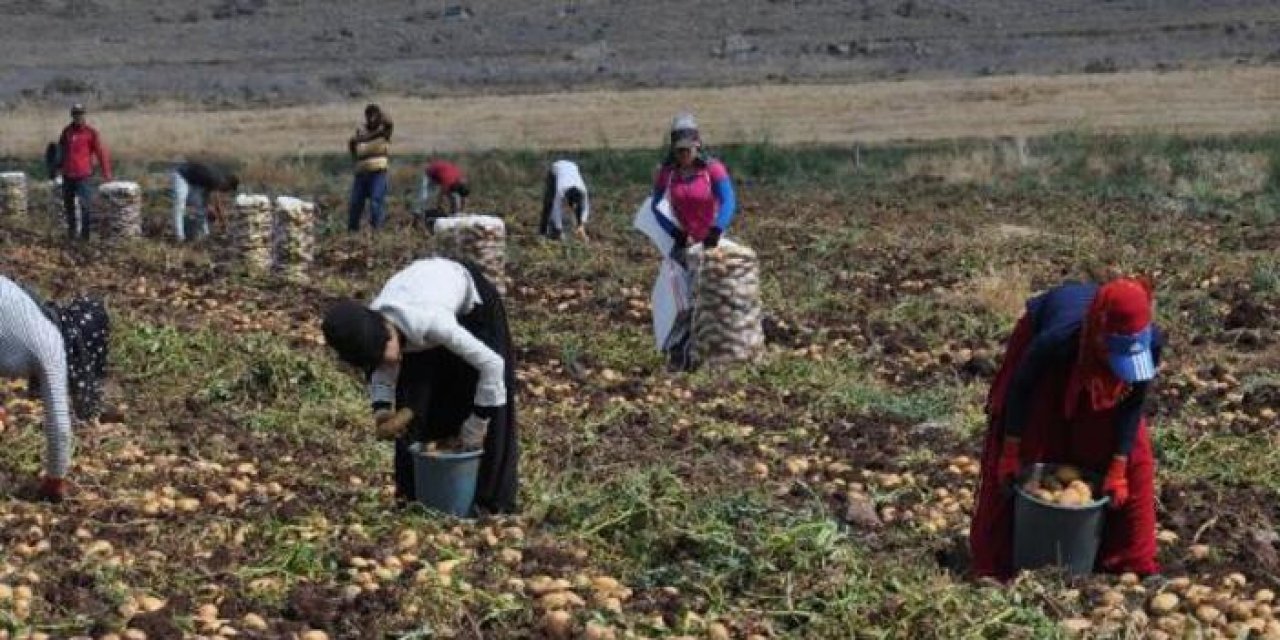 Gaziantep’te patates hasadı
