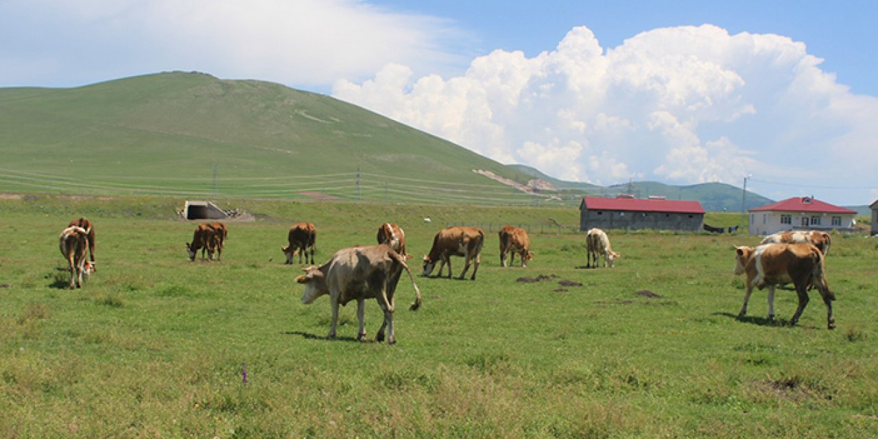 Ardahan şap karantinasına alındı