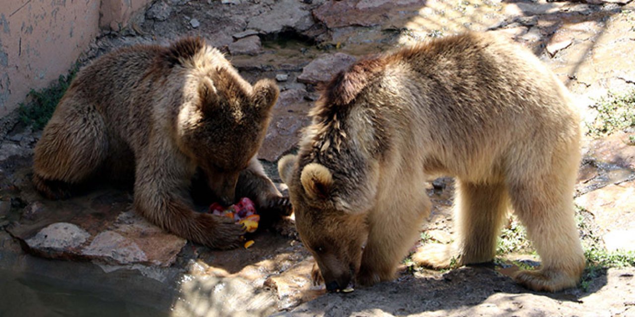 Sıcak havalarda hayvanlara buzlu kokteyl