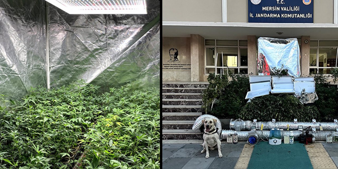 Bahçesinde uyuşturucu yetiştiren şüpheli yakalandı