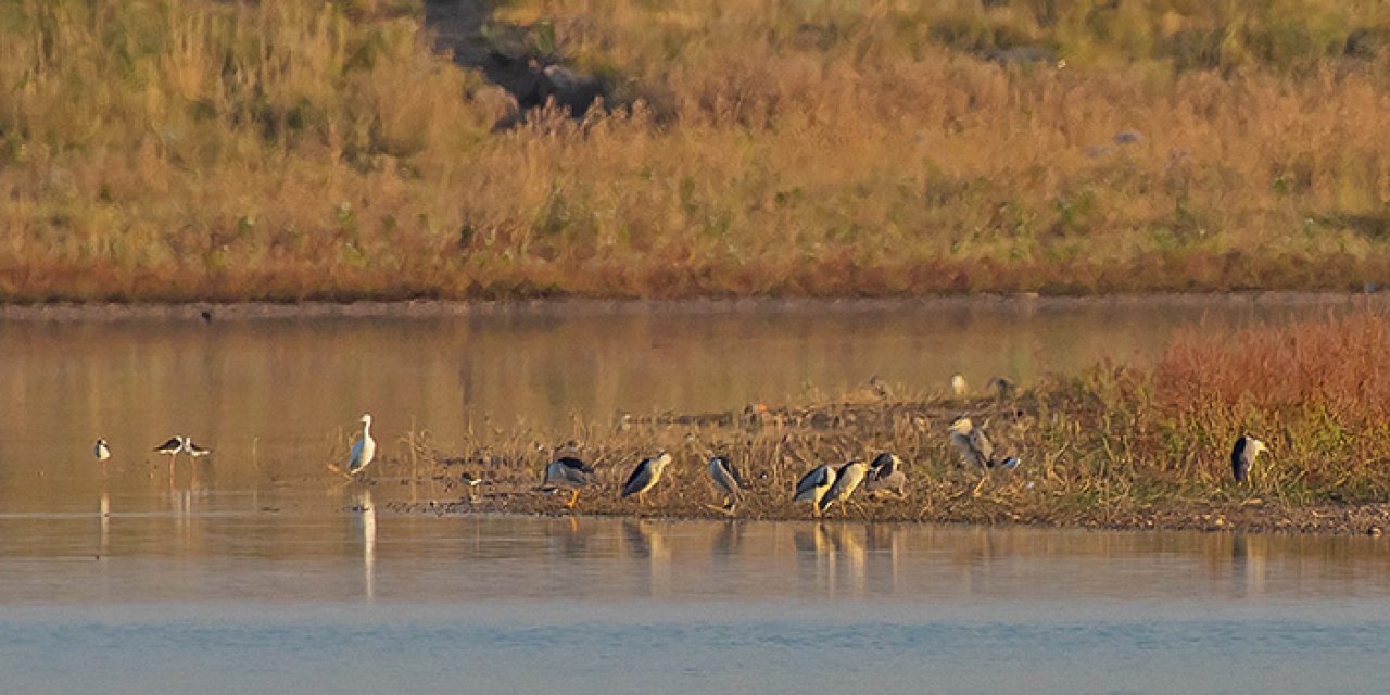 Göletler kurudu: Binlerce kuş üniversiteyi bastı