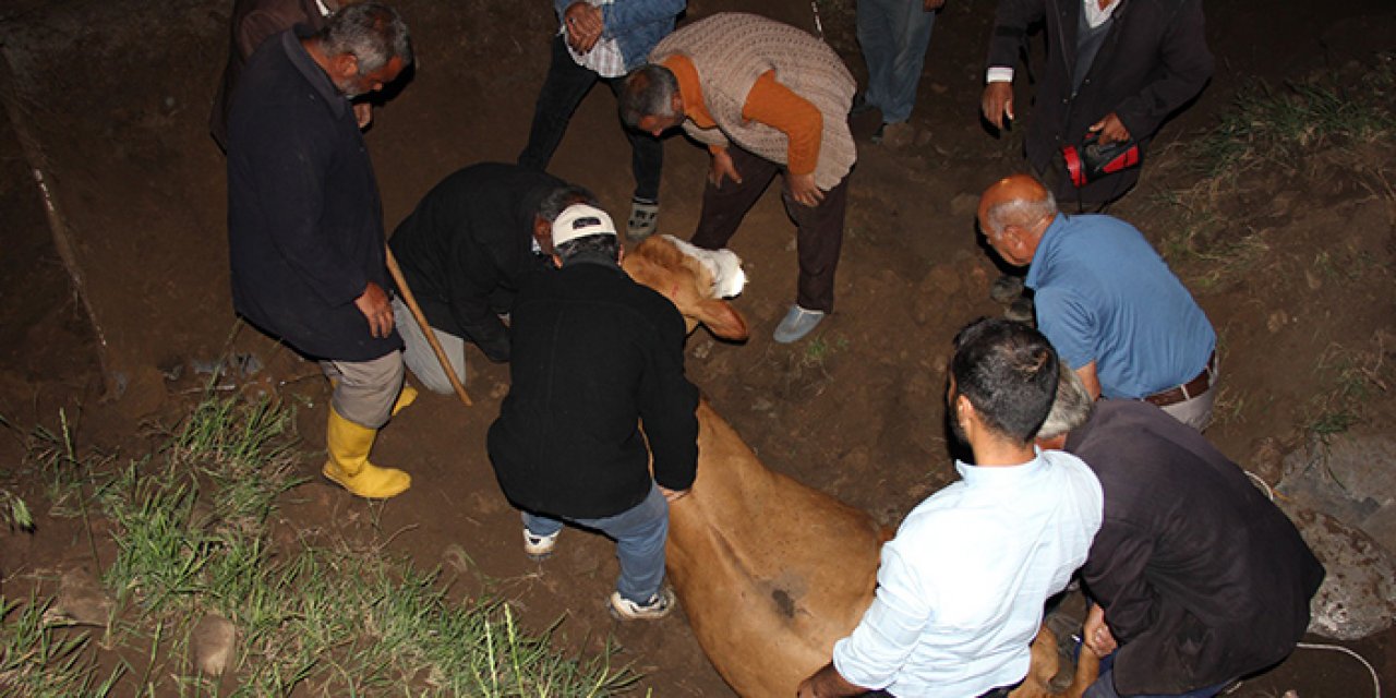 Dere yatağına düşen inek 5 saatlik uğraş sonrası kurtarıldı
