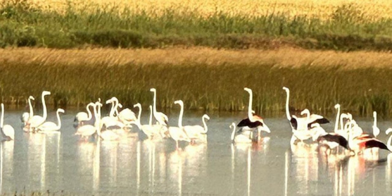 Çorum'da flamingolar izlendi