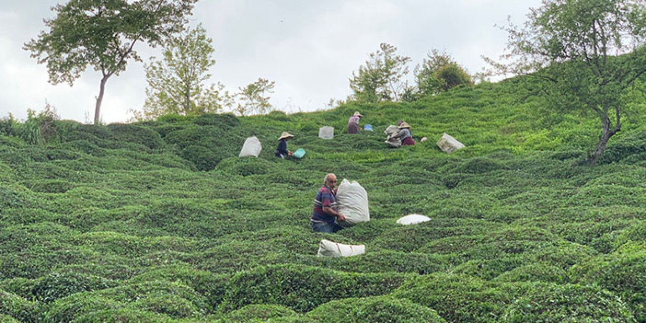 Karadeniz’de Z kuşağının çaya ilgisi yok