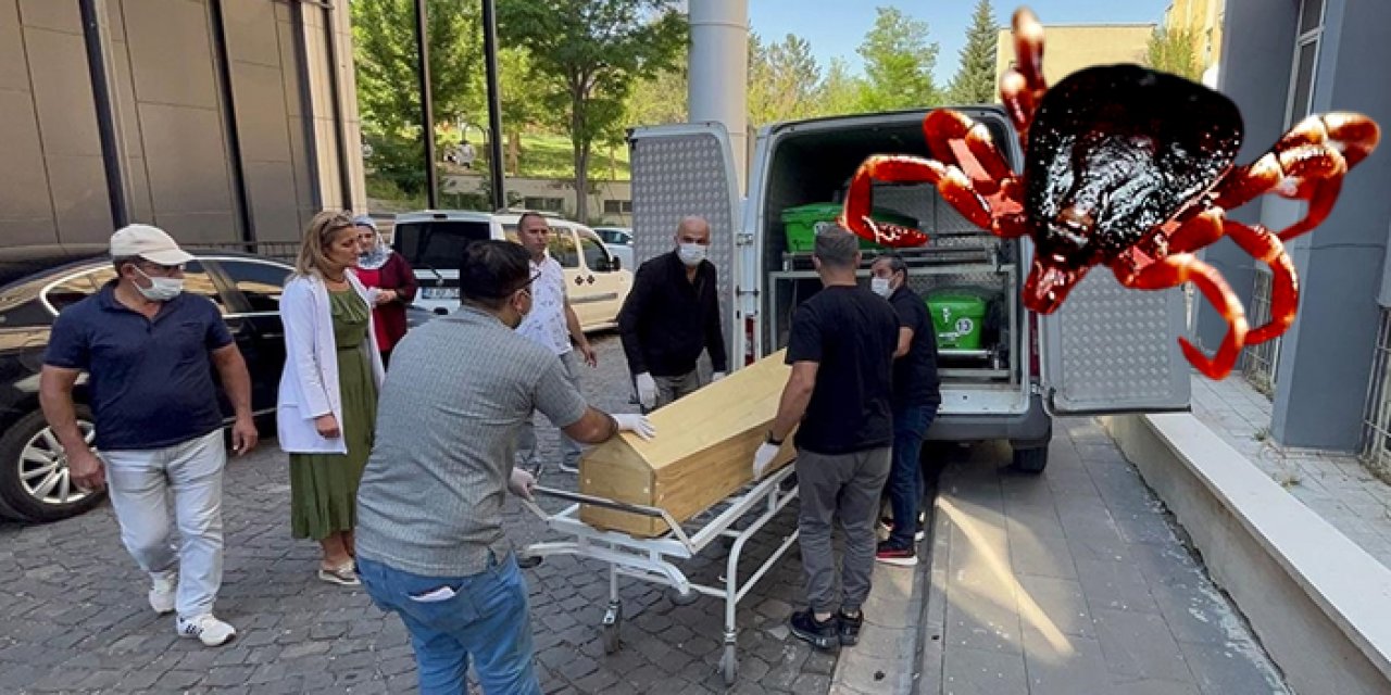 Yaz aylarının kabusu kenelere dikkat! Aynı gün 2 can aldı