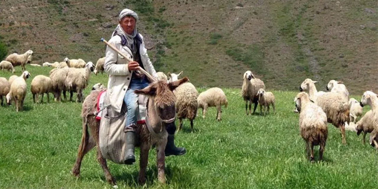 Türkiye’deki yerli çoban eksikliği yüzünden besiciler Afgan çobanları tercih ediyor