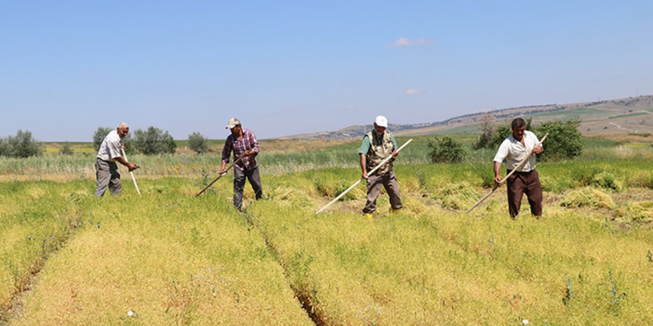Yeşil mercimek hasadı başladı