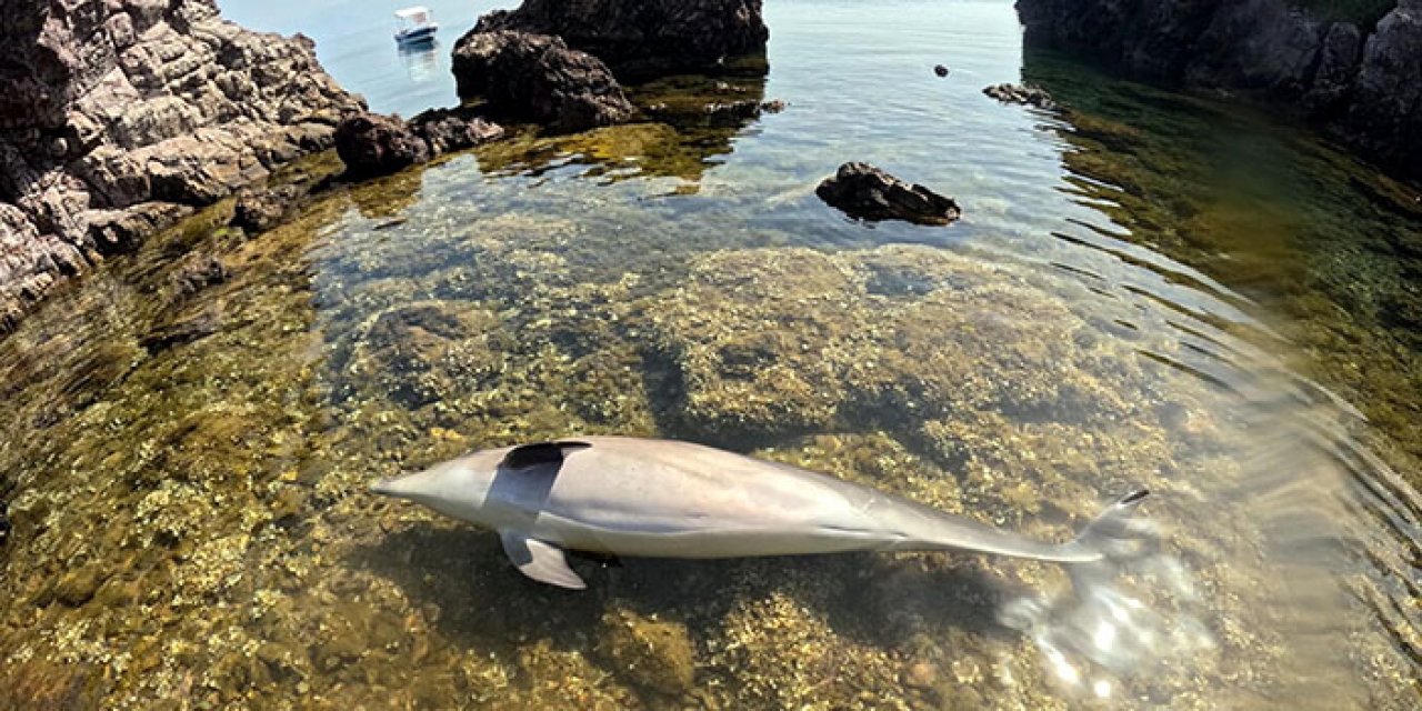 Sahile yunus ölüsü vurdu