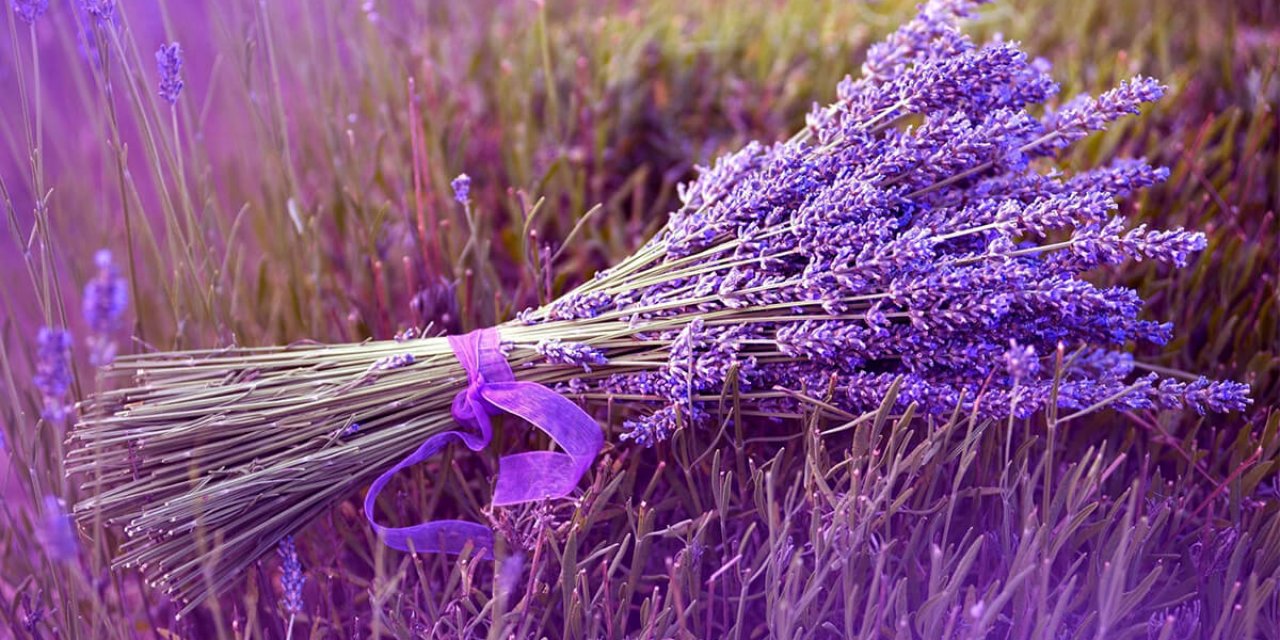 Sivrisineklere Karşı Doğal ve Etkili Bir Koruma: Lavanta Yağı