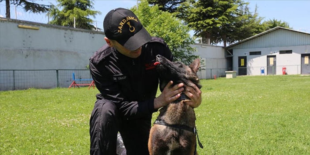 Jandarmanın aramadaki ‘Tank’ı