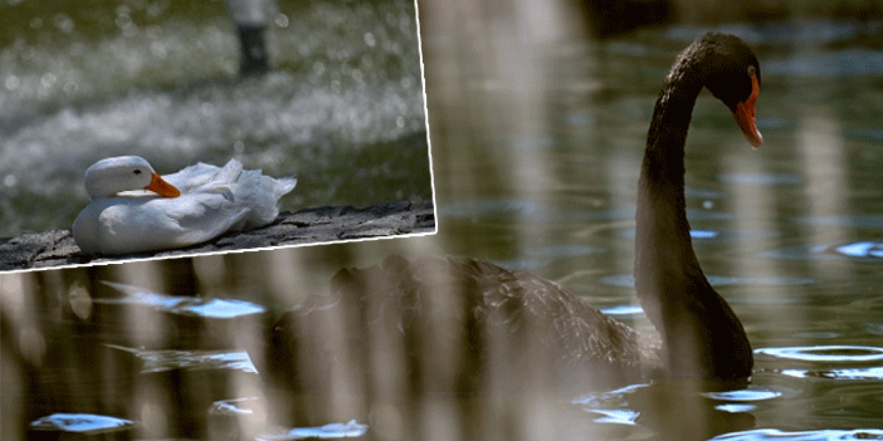 Kuğulu Park'ta büyüleyici görüntüler! Serinlemek için havuza girdiler