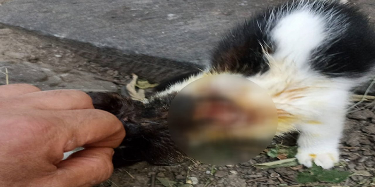 İstanbul’da korkunç iddia: Kedilerin üstüne…