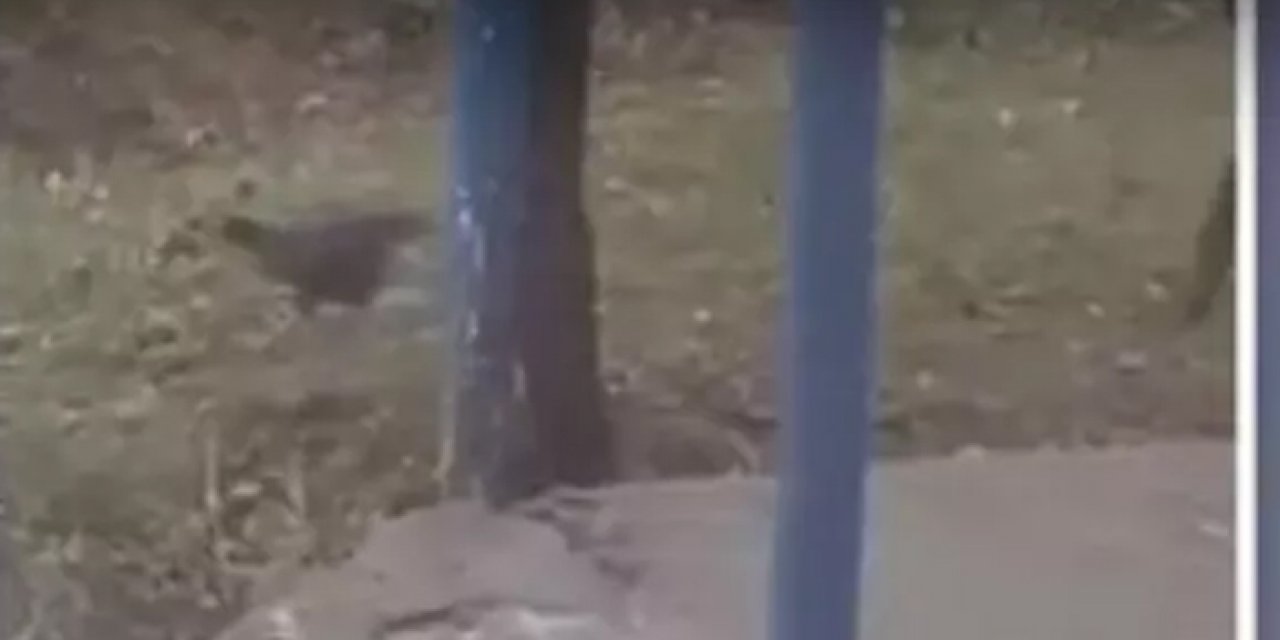 Bu kavga bitmiyor: Civcivlerini salarak evden çıkartmaya çalıştı