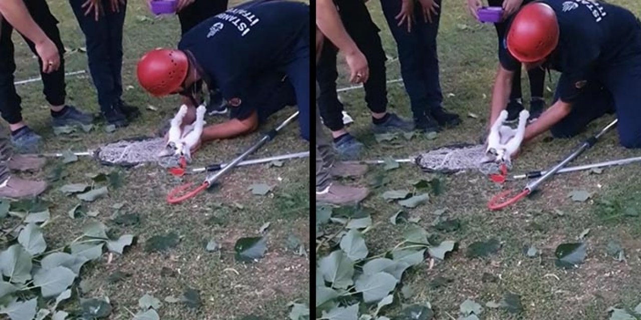 Kediyi kalp masajı yaparak hayata döndürdü