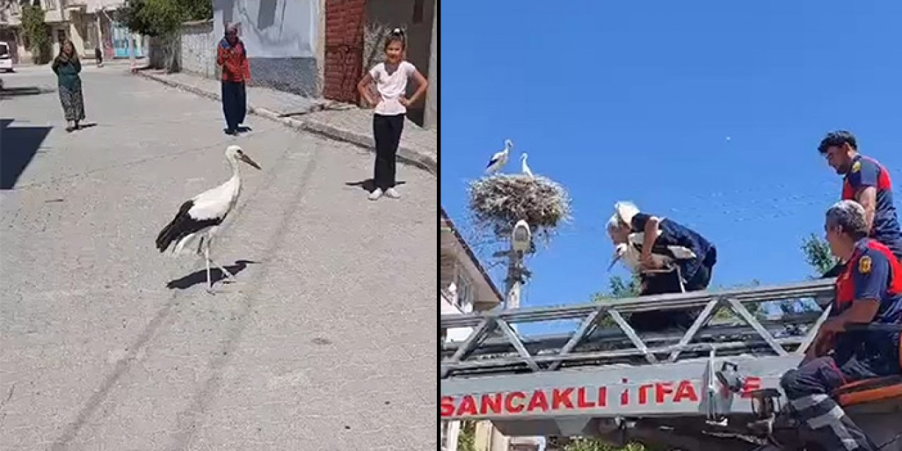 Yuvasına çıkamayan leyleğe itfaiye eli