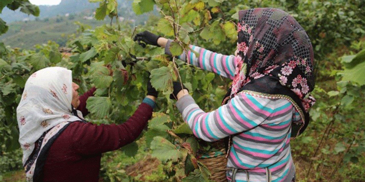 Fındıkta işçi yevmiyesi belli oldu