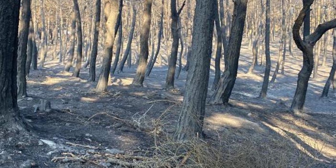 Çanakkale'de orman yangını kontrol altında