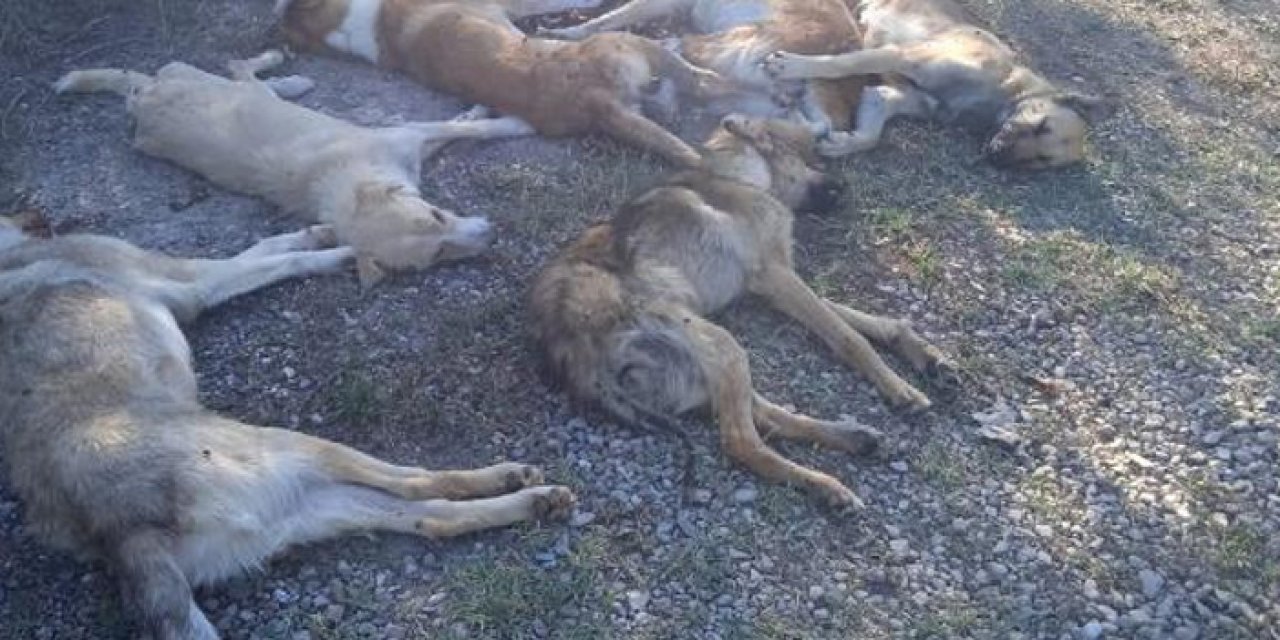 Bolu'da zehirlenerek öldürülmüş köpekler bulundu