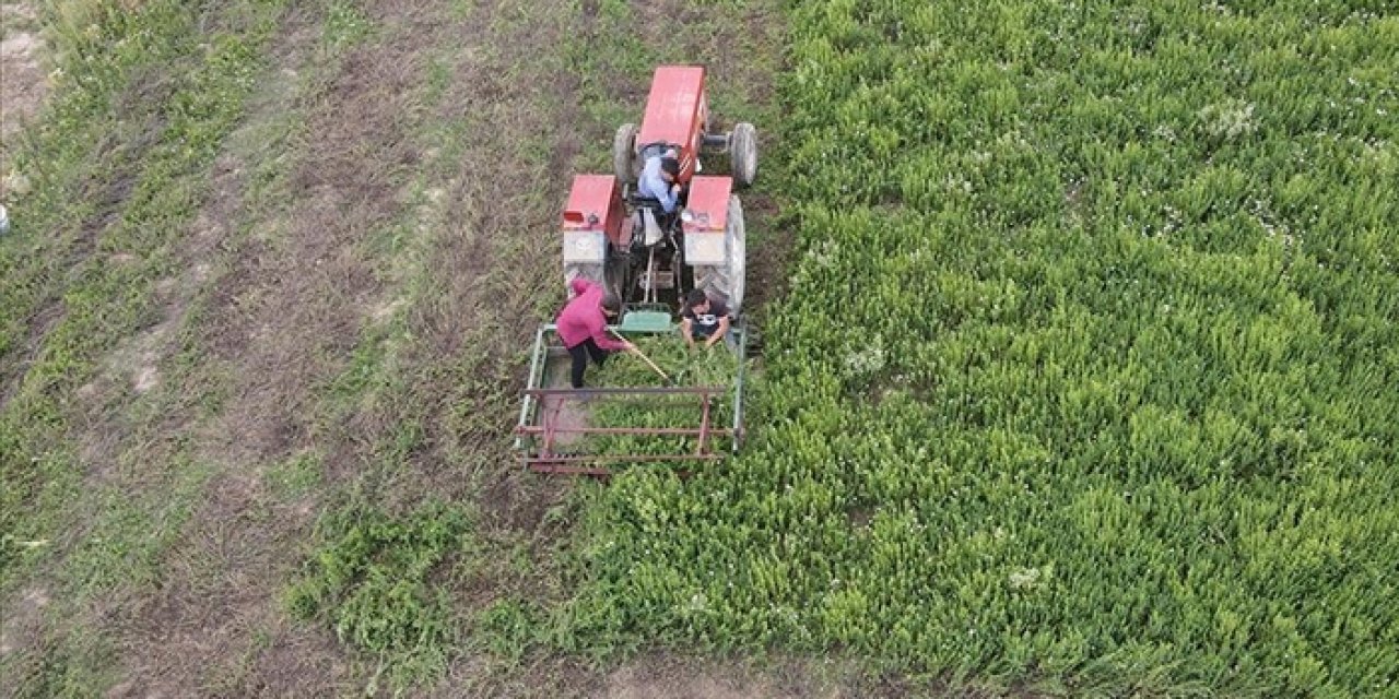 Kardiyoloji uzmanı aromatik bitki yetiştiriyor