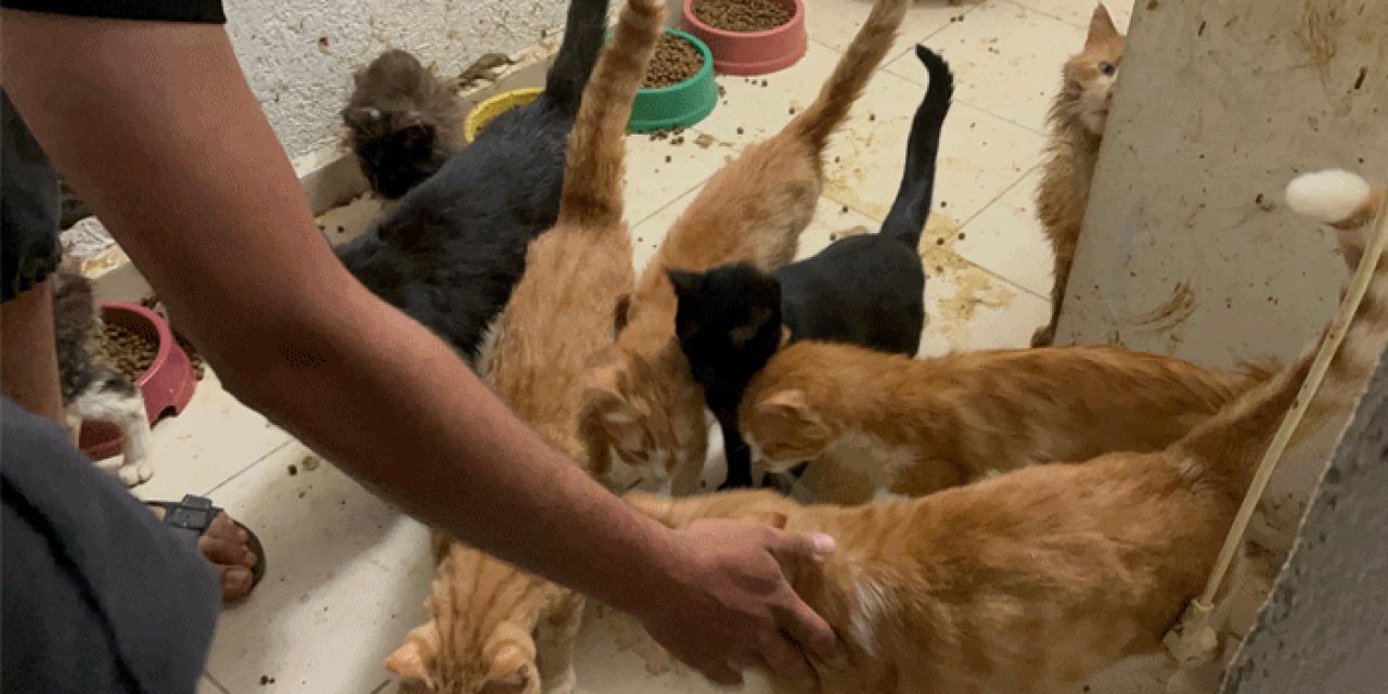 Bodrumda kedi beslemeye 41 bin lira ceza