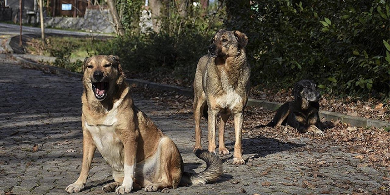 Sokak köpekleri endişe yaratıyor: Kuduza davetiye!