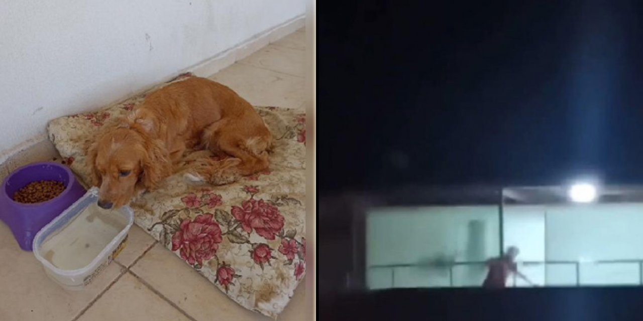 Köpeği dövdü: 4 bin 554 TL para cezası kesildi