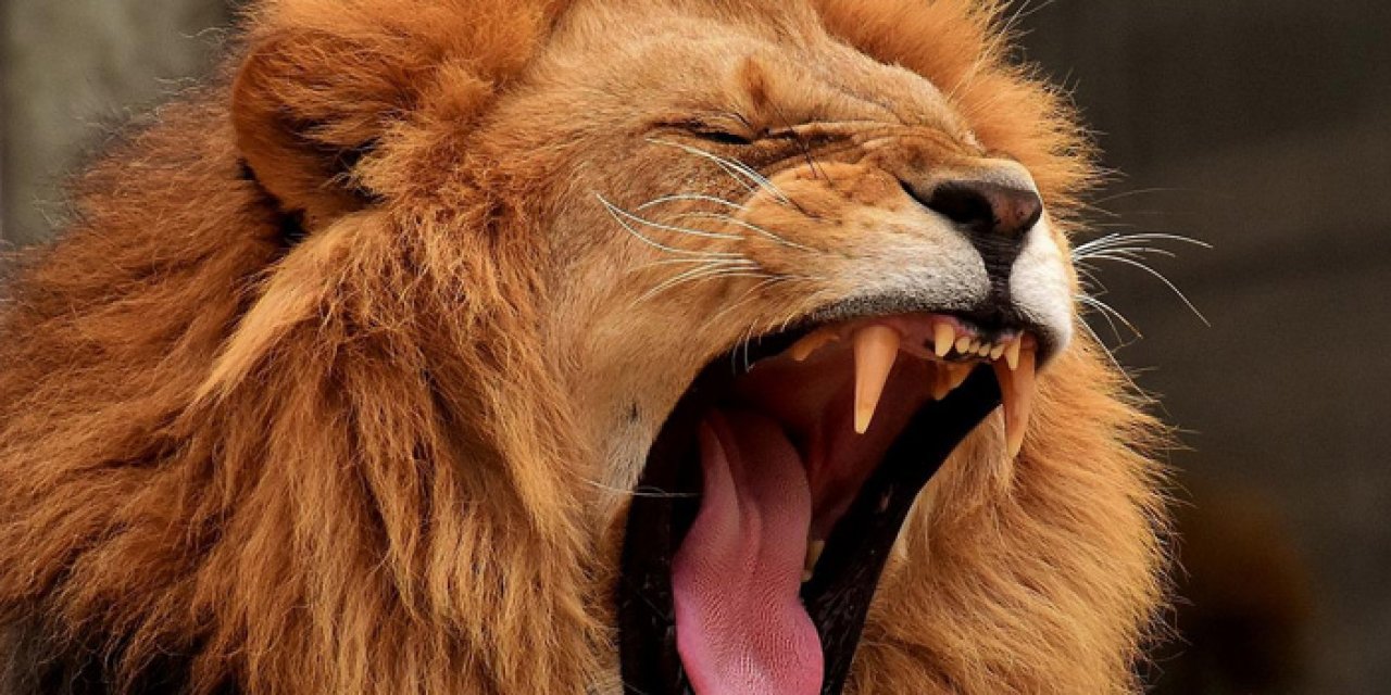 Berlin korkuyla uyandı: Başıboş aslan Berlin sokaklarında