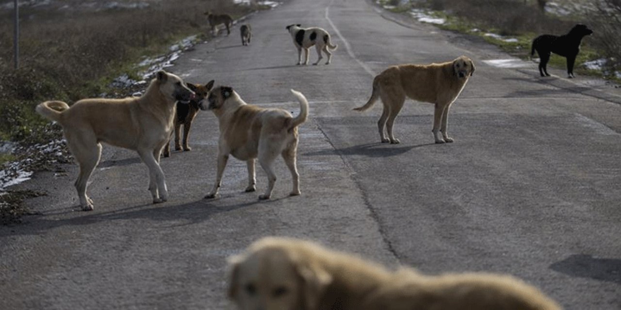 Erdoğan’dan ‘başıboş köpek sorunu’ açıklaması