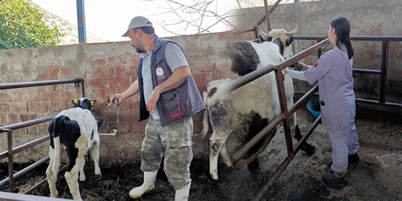 Şap nedeniyle 21 mahalle karantinaya alındı