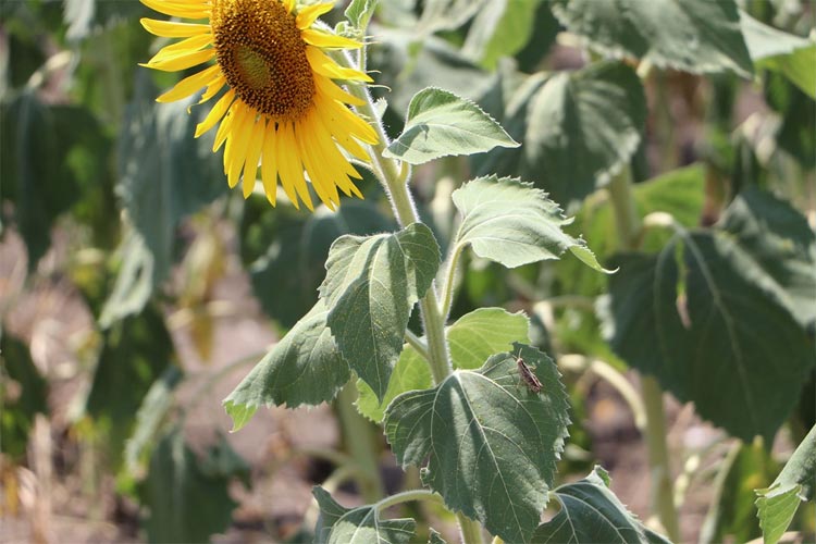 Ayçiçeği tarlalarında çekirge alarmı!  Tekirdağ'da ilaçlama başladı