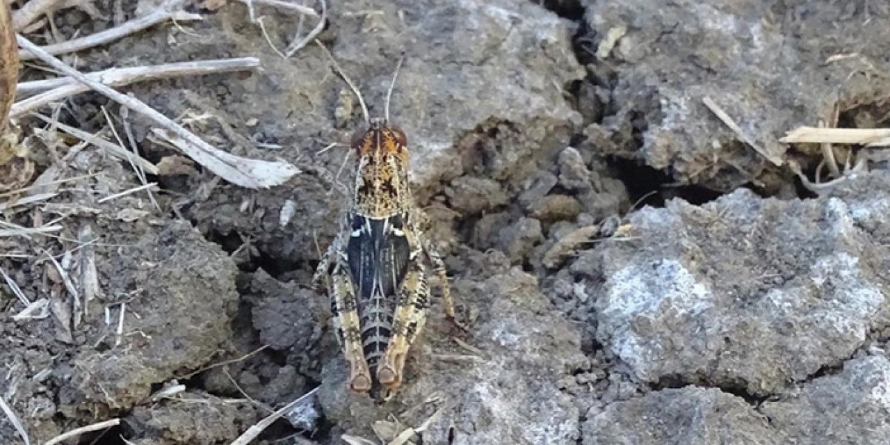 Çekirgelere karşı 3 bin dekar ilaçlandı