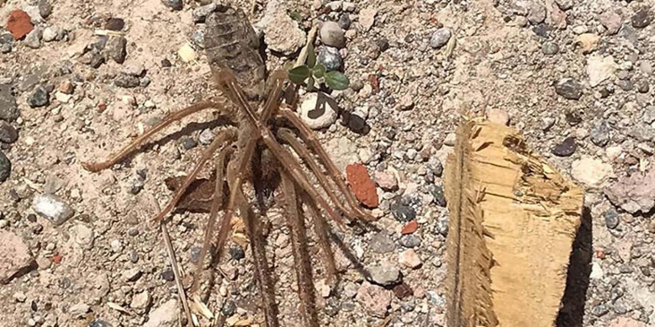 O ilimizde ‘sarıkız örümceği’ tehdidi