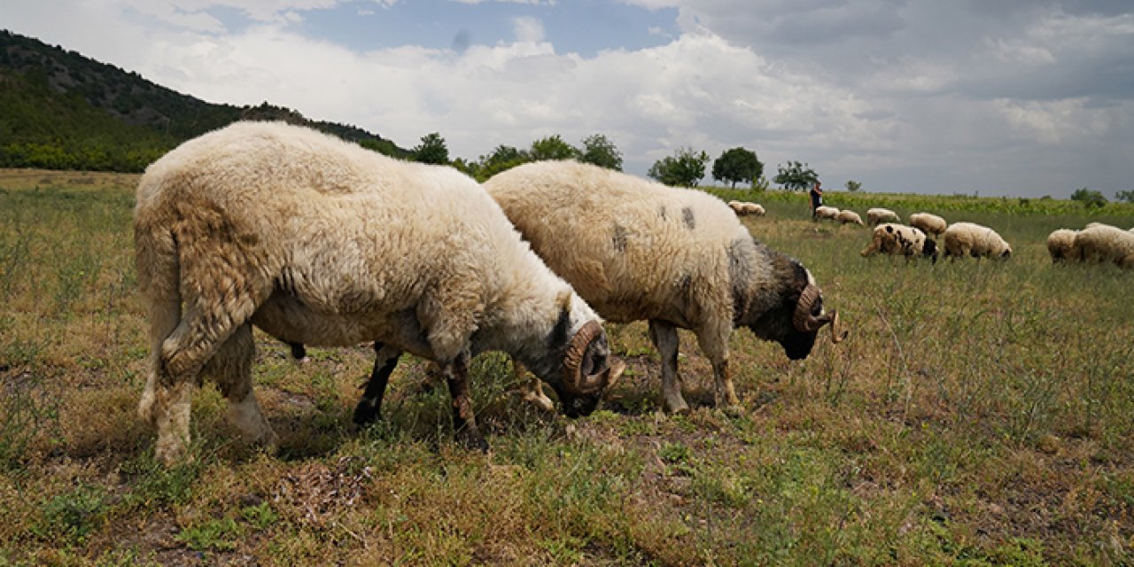 Tokat'ta hayvanları "mavi dil" vurdu