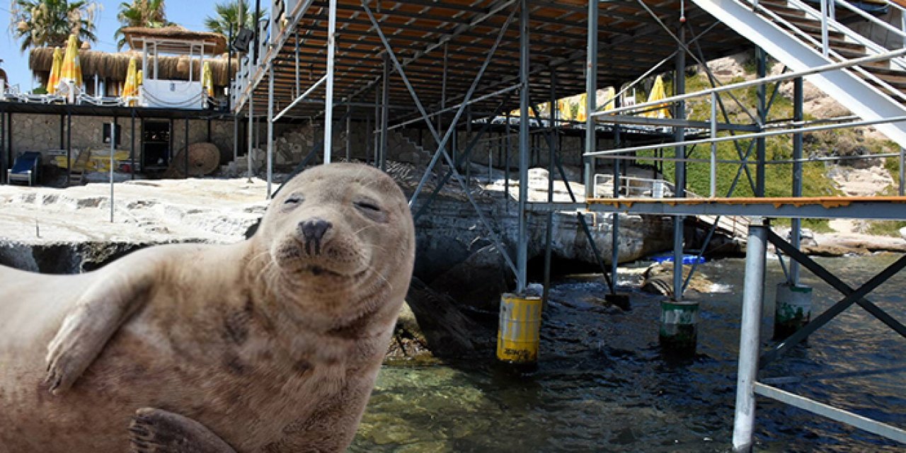 Fok balıklarının yuvasına iskele yapıldı iddiası: "Bu bir doğa katliamıdır"