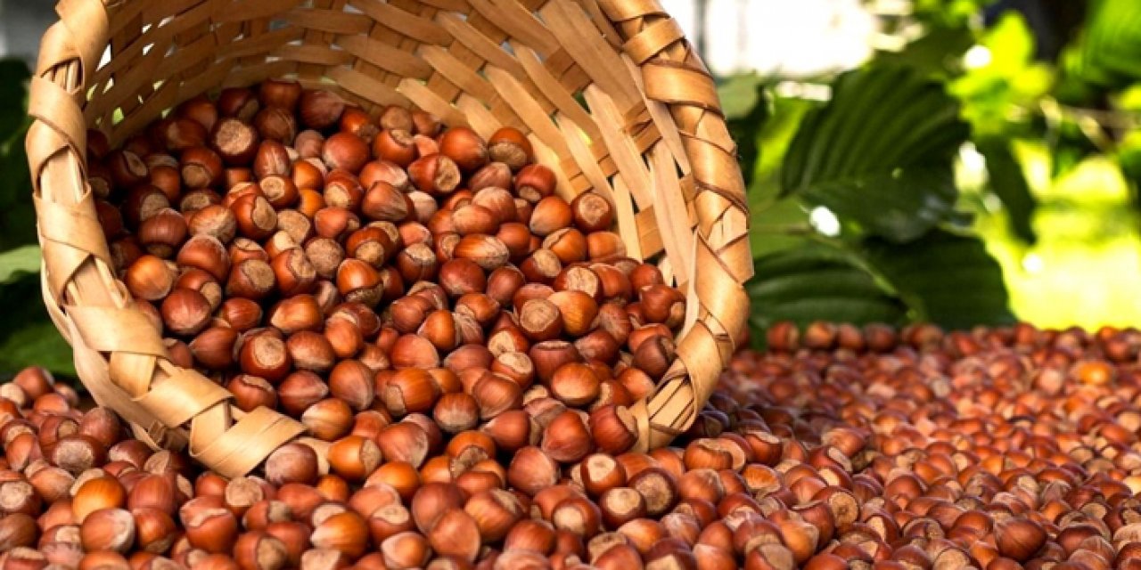 Fındığa asrın felaketi darbesi: "İşçiler gelmek istemiyor"