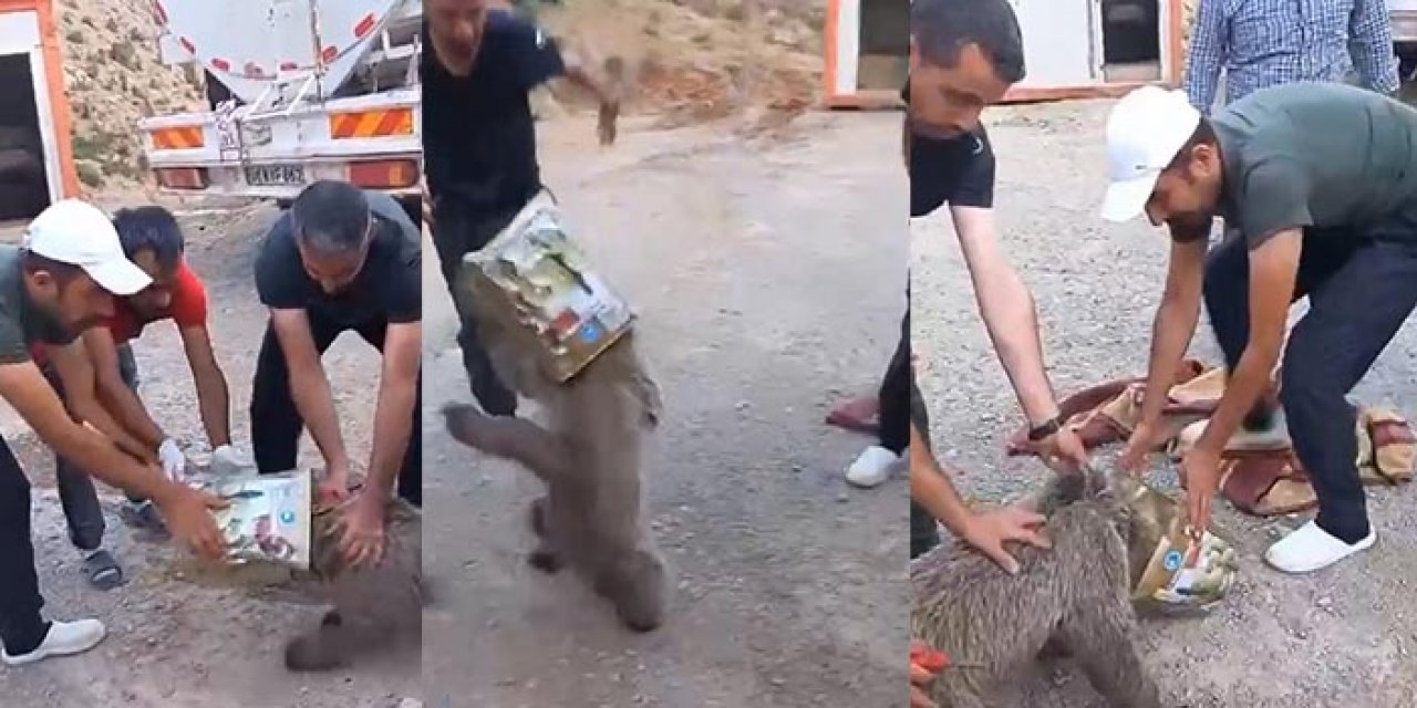 Başı teneke kutuya sıkışan ayıya kurtarma operasyonu