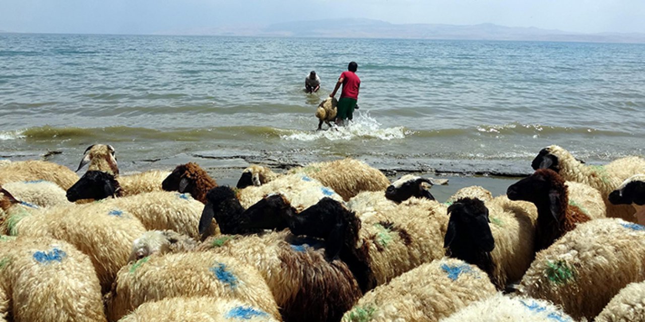 Koyunlar Van Gölü'nde serinledi