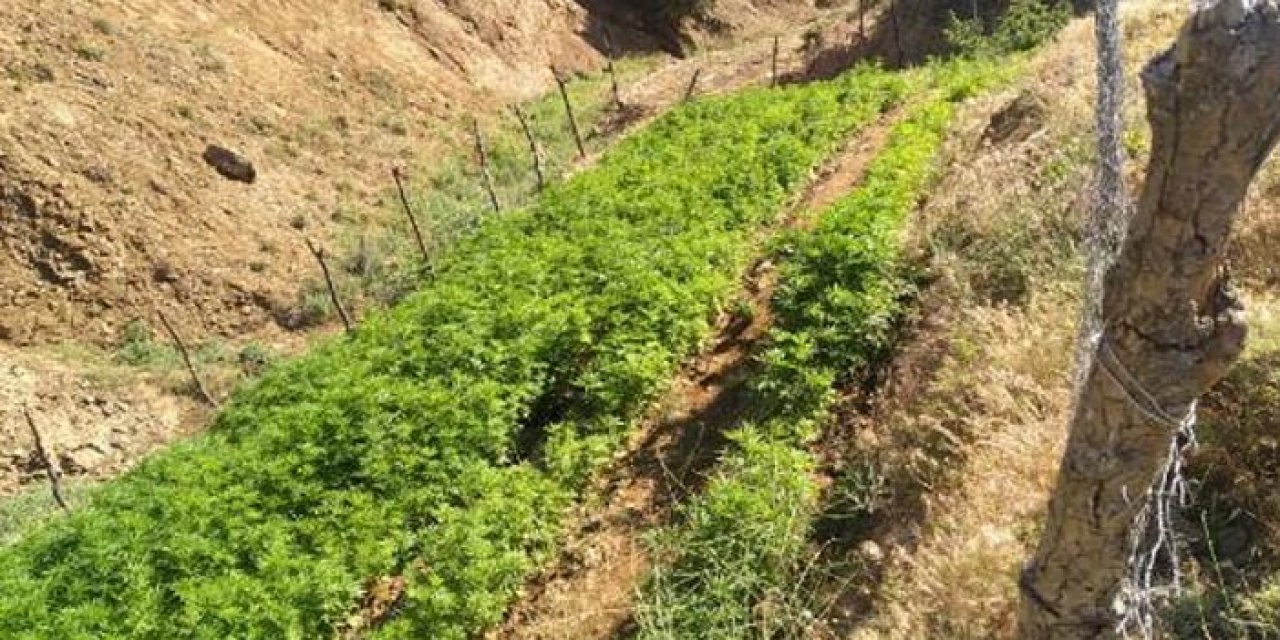 Bingöl'de 5 ayrı tarlada uyuşturucu operasyonu