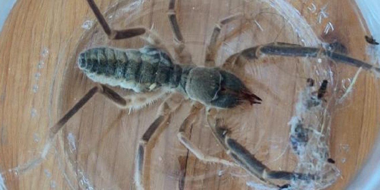 Çorum'da 'Sarıkız örümceği' alarmı