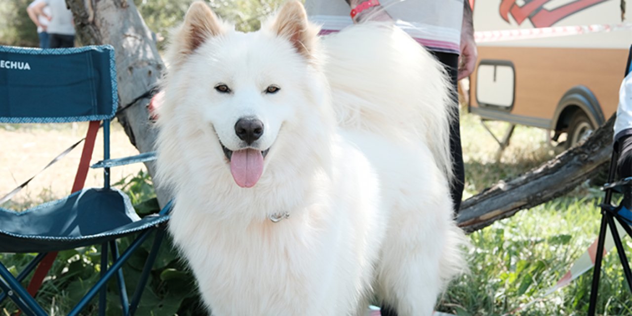 Tüm gözler onun üzerinde: Gülen köpek Çelik