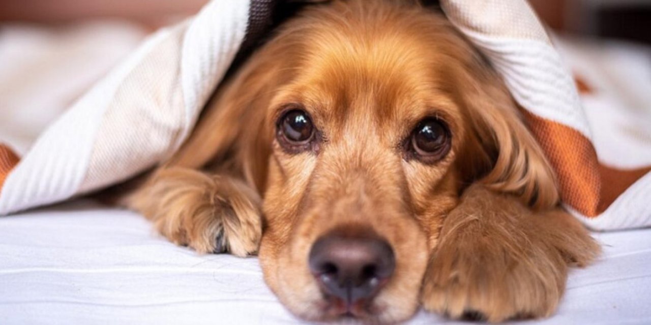 Köpek sahipleri aman dikkat: Köpeğiniz bu hastalığa yakalanırsa ölebilir...