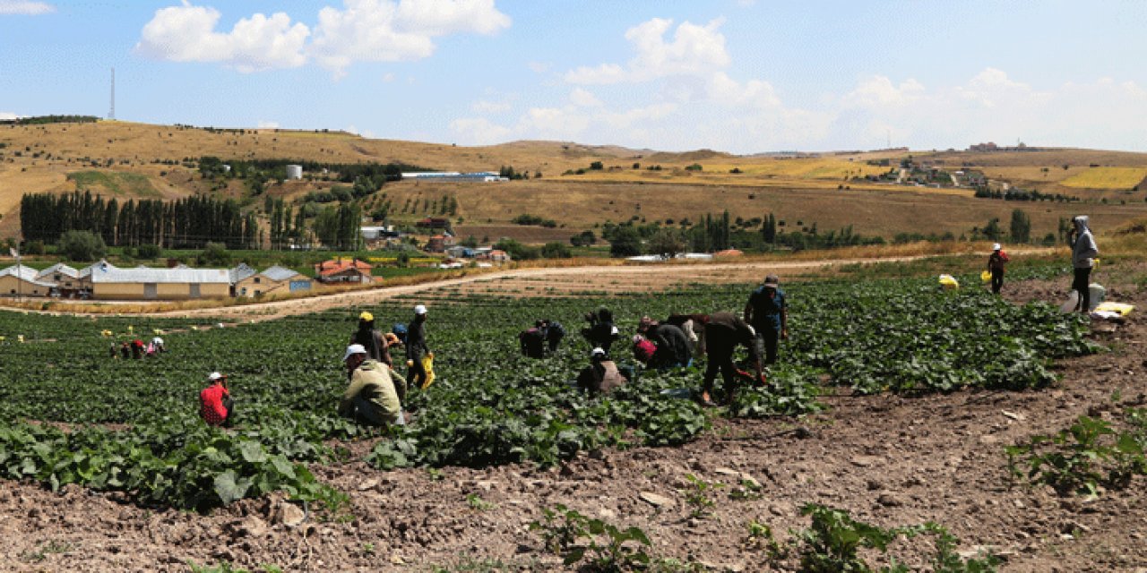 Ankara'da dünyaca ünlü Çubuk turşusunun hasat sezonu başladı