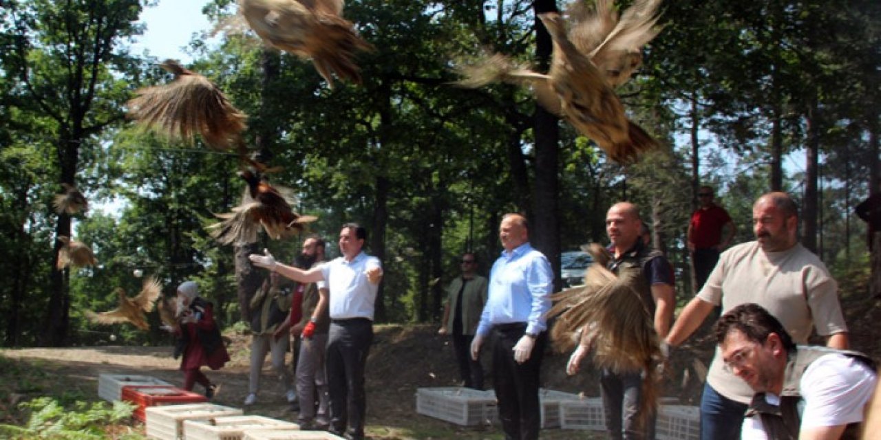 Ordu'da Bin sülün doğaya bırakıldı